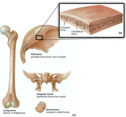 Figure 1: Different types of bones found in the human body (a). Distribution of cancellous and compact  bone tissue on flat bones (b) (adapted from [1])