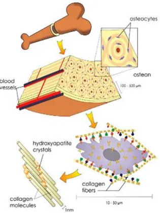 Figure 2: Representation of the composition of the bone matrix at different scales, from macro to nano  perspective (adapted from [6])