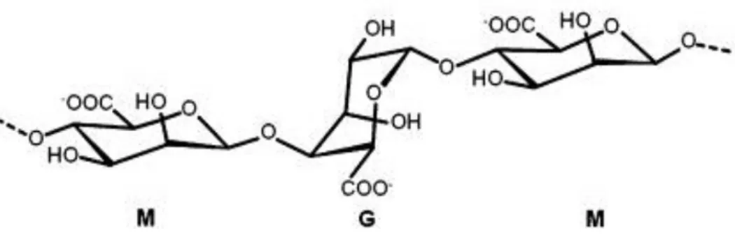 Figure  5:  Chemical  structure  of  alginate  and  organization  of  the  M  and  G  blocks  in  its  structure
