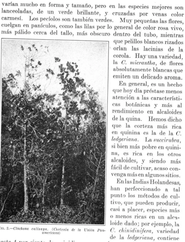 FIG.  3.-Cinchona  cnlisago.  (Coriesia  de  la  rnión  Pan-  C.  chinidiniferm,  variedad 