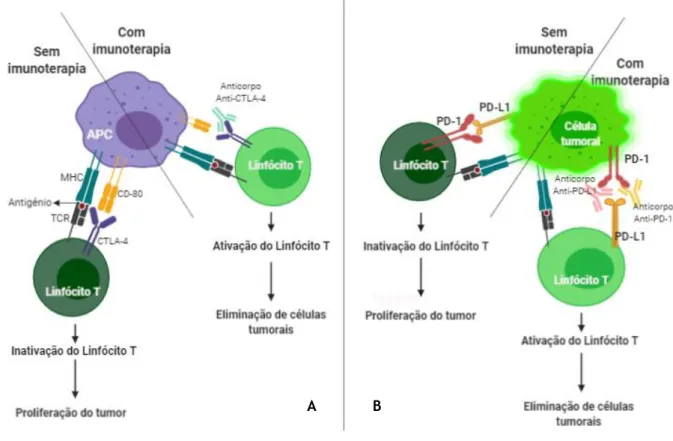 Figura 1 – Efeito dos inibidores dos checkpoints imunitários na eliminação de células tumorais