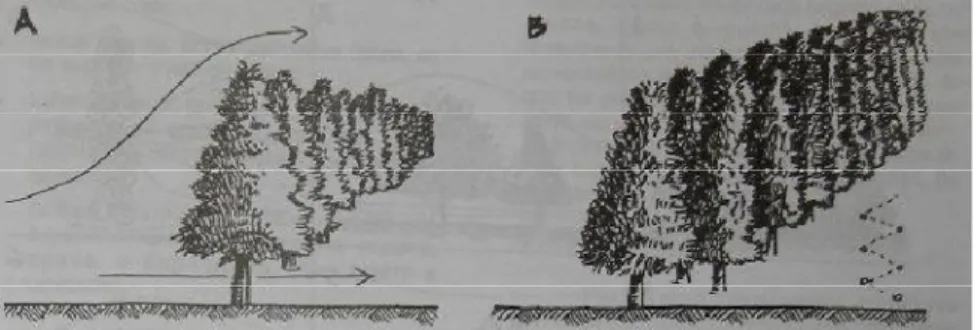 Figura 16 – Árvores de folha persistente funcionando como barreira de protecção ao vento 36