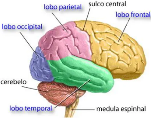 Figura 2. Localização da «área de Deus» no cérebro (lobo temporal)  Fonte. http://cistosaracnoide.org/anatomia.html 