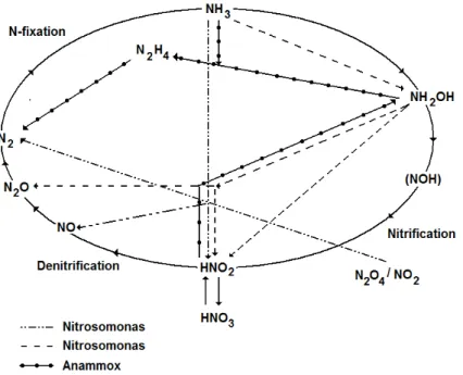 Figure 1 - Nitrogen cycle including newly discovered processes (adapted from van Loosdrecht  and Salem, 2005) 