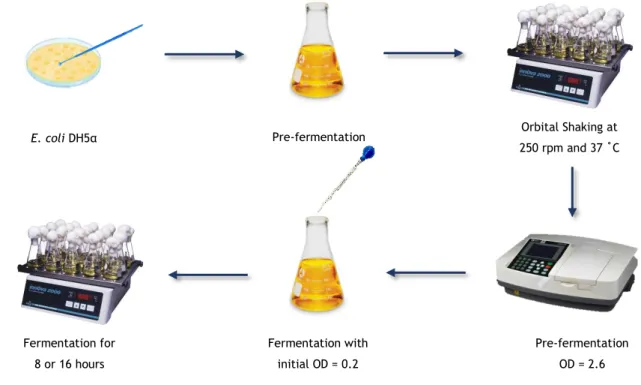 Figure 7: Summarized scheme of the E. coli fermentation process. 