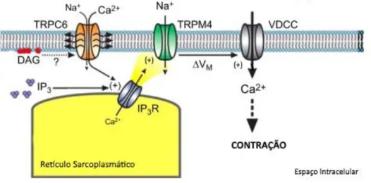 Figura  2.  Mecanismos  de  regulação  do  TRPM4  e  consequente  contração.  Em  situações  de  stress  o  TRPC6 é ativado pela DAG permitindo a entrada de cálcio