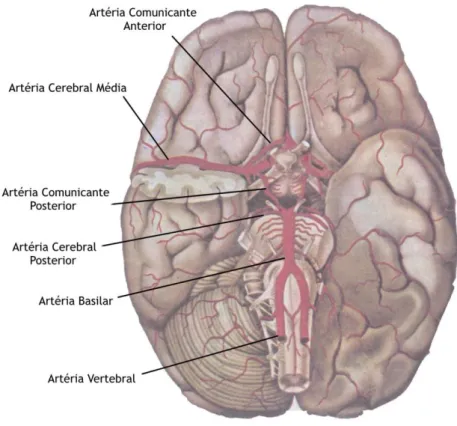 Figura  3.  Principais  Artérias  Cerebrais.  O  cérebro  contém  artérias  base  a  partir  das  quais  existem  ramificações que permitem o suprimento sanguíneo a todo o encéfalo