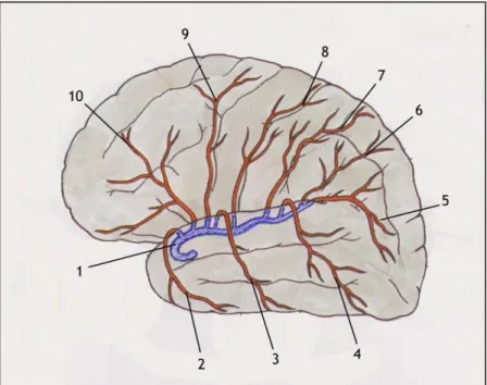 Figura 4. Artéria Cerebral Média e as suas principais ramificações. A artéria cerebral média, a azul (1)  ramifica-se nas artérias temporal anterior (2), temporal média (3), temporal posterior (4), prega curva  (5),  parietal  anterior  (6),  Rego  de  Rol