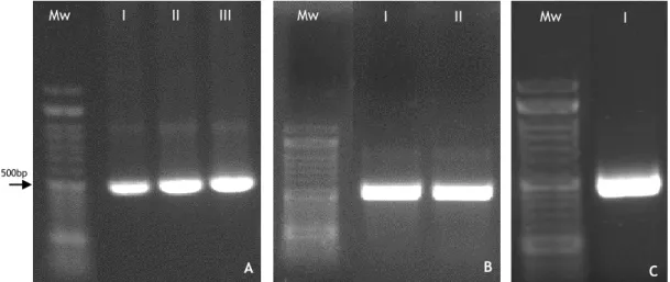 Figure 7: Agarose gel electrophoresis of two critical moments during the construction of the expression  vector  pET101/D-STEAP1 1-142 