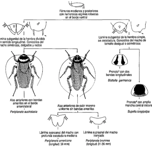 FIGURA  1.  Clave gráfica para identificar los adultos de las cucarachas  domésticas  más comunes en la  regi0n intertropical  del continente  americano  (dibujo original del autor) 