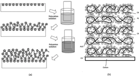 Figure 2. Schematic representation of the electrostatic interactions between the carboxylic groups of the ALG and the amine groups of the CH, adapted from Mi et al., 2002