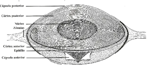 Figura 7. Anatomia do cristalino [5]