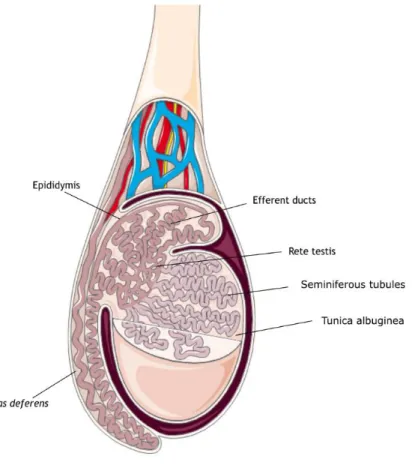 Figure 1: Schematic representation of a human testis. The testis is coated by tunica albuginea, and  divided  in  lobules