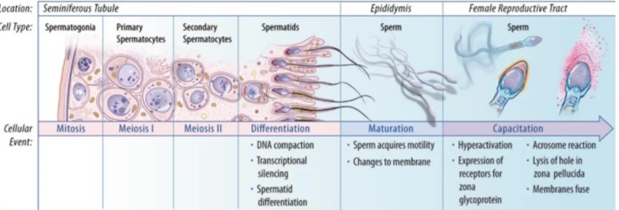 Figure  2:  Schematic  representation  of  major  events  in  spermatogenesis.  Spermatogonia  go  through  successive mitosis until they differentiate into primary spermatocytes