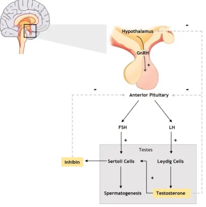 Figure  3:  Hormonal  regulation  of  male  reproductive  function.  GnRH  is  synthetized  in  the  hypothalamus which in turn stimulates the anterior pituitary to produce LH and FSH