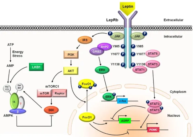 Figure 4: Signaling pathways of leptin. Leptin binds to LepRb receptor causing a conformational change  in  the  receptor,  activating  JAK2,  which  phosphorylates  other  tyrosine  residues  located  in  the   LepRb-JAK2  complex,  triggering  several  d