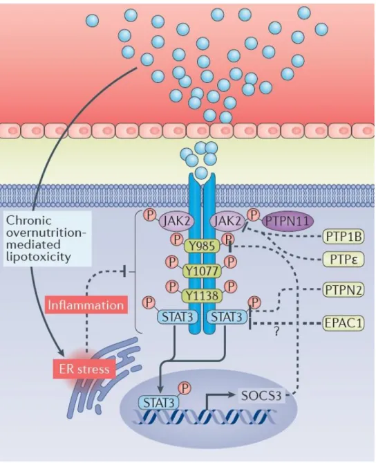 Figure  5:  Leptin  signaling  and  the  proposed  molecular  mechanisms  behind  leptin  resistance  in  obesity