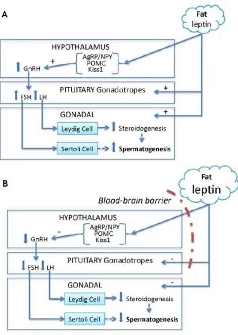 Figure  6:  Leptin  actions  in  the  hypothalamic-pituitary-gonadal  (HPG)  axis  under  normal  and  pathological  conditions