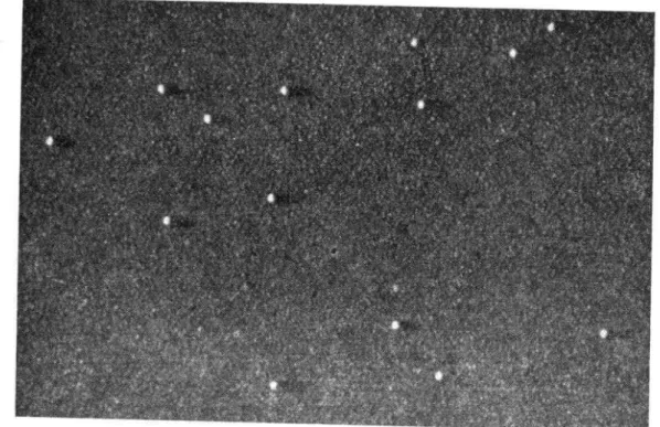 FIG.  2.-Examination  of  the  water-clear  culture  jluid  with  the  electron  microscope 