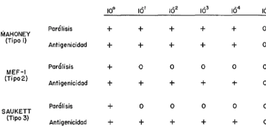 FIG.  4.-Disociación  de  los  efectos  paralitogénico  y  antigénico  por  dilución  e  inyección  por  uZa no  neural