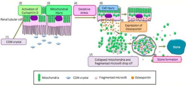 Figura  2.  Via  proposta  para  explicação  da  formação  de  cálculos  renais.  (Figura  adaptada  do  artigo  Pathophysiology-based treatment of Urolithiasis) (9) 