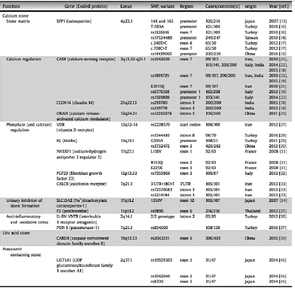 Tabela  4.  Genes  estudados  e  relacionados  com  a  urolitíase  entre  o  período  de  2007-2017  (Tabela  adaptada do artigo Genetic Risk Factors for Idiopathic Urolithiasis, 19) 