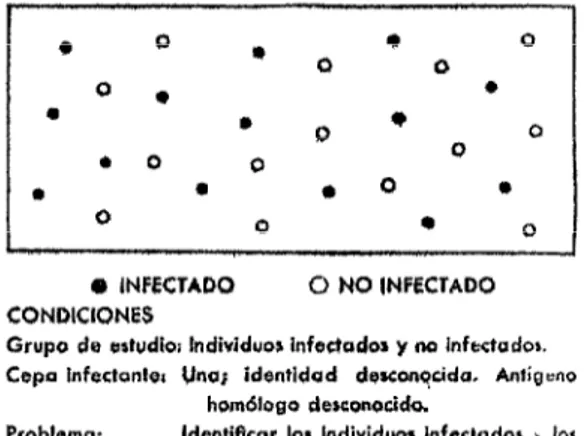 FIGURA  2  -  DistribuciOo  de  la  frecuencia  de  reaccionas  o  los  aniigenor  PPD  homblogor  en  coboyo?  infectados  y  no  Infectados  (modolo  1), 