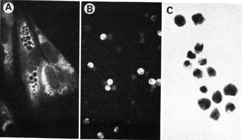 FIGURA  3-Fluorescencia  en  cultivos  de  célula  de  embrión  de  pollo. 