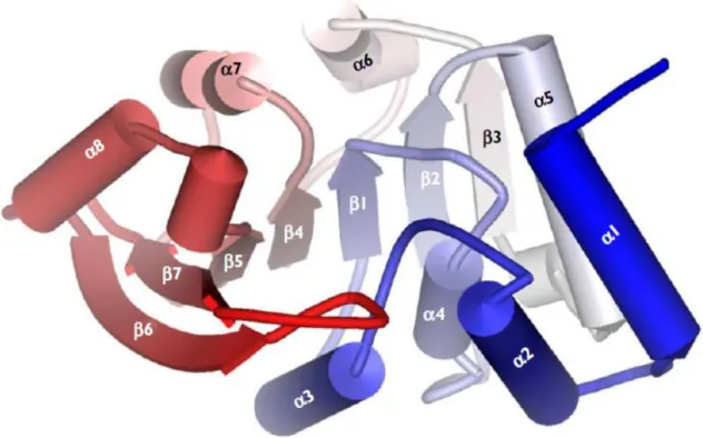 Figure 1 - The tertiary structure of the catechol-O methyl transferase enzyme, depicting the overall fold  of a catechol-O methyl transferase structure [23].