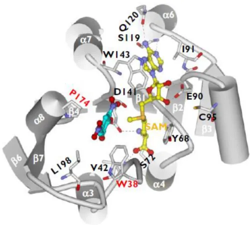 Figure  2  -  The  substrate-binding  and  S-adenosylmethionine-binding  sites  in  the  catechol-O  methyl  transferase  protein:  molecular  interactions  of  S-adenosylmethionine  and  3,5-dinitrocatechol  with the  binding site residues