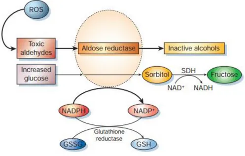 Figure 1 - Aldose reductase and the polyol pathway. When in hyperglycemic conditions, the affinity of  aldose  reductase  to  glucose  is  increased,  leading  to  a  depletion  of  NADPH,  lowering  the  levels  of  reduced glutathione (GSH), important in