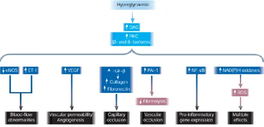 Figure 3 – Consequences of PKC activation in hyperglycemic conditions. The activation of PKC has an  array of detrimental effect on several physiological mechanisms, often related with diabetes