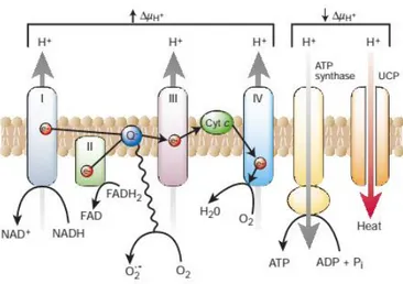 Figure  4  -  Production  of  superoxide  by  the  mitochondrial  electron-transport  chain