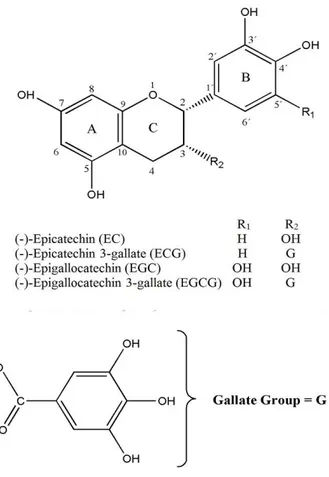 Figure  5  –  Chemical  structure  of  the  main  catechins  in  white  tea. (Dias, Tomás et al