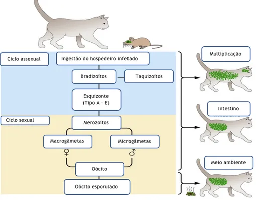 Figura 5 - Ciclo assexuado e sexuado de T. gondii no gato com os diferentes estadios desde a  ingestão  do  hospedeiro  intermediário  infetado  com  o  parasita  até  à  formação  de  oócitos  esporulados que são libertados no meio ambiente pelo gato