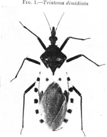FIG.  1  .-Triatoma  dimidiata 