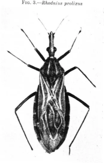 FIG.  3.-Rhodnius  prolizus 