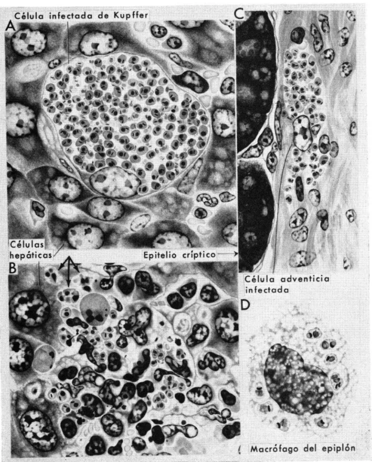 FIGURA  ó-Dibujos,  hechos  con  cámara  clara,  de  tejidos  de  ratones  CsH  e  inicialmente  infectados  de  4  a  11  días  antes,  con  una  cepa  virulenta  de  Trypanosoma  cruzi