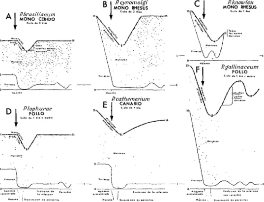 FIGURA  7-Diagramas  esquemáficos  de  6  especies  de  plasmodios  durante  infecciones  de  monos  o  oves  inducidas  por  vía  sanguínea,  que  muestran  1)  el  índice  de  reproducción  de  los  parásitos  (merozoifos  producidos  por  ciclo  asexual