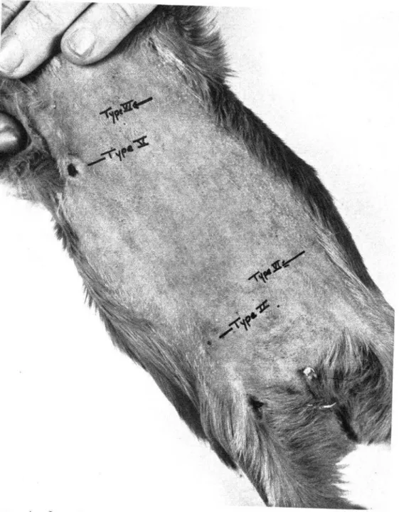 FIGURE  4.-Intradermal  skin  test  in  guinea  pigs  to  determine  virulence  of  acid-  fast  organisms