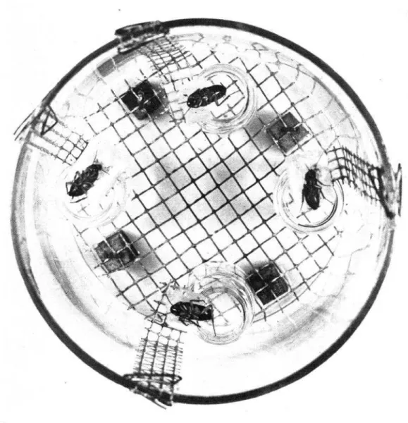 FIGURE  5.-Method  of  feeding  cockroaches  under  controlled  conditions. 
