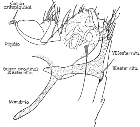 FIG.  2.-Polygenis  rozeboomi  n. sp.-Aspecto  de  la  terminalia  del  macho. 