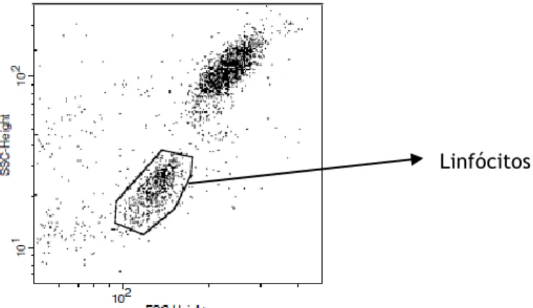 Figura 2.1: Gráfico “Dot Plot” tamanho (FSC) vs complexidade (SSC) 