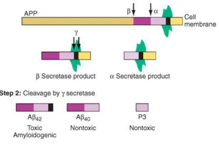 Fig. 4 – Mecanismo de formação de Aß42.  (1)