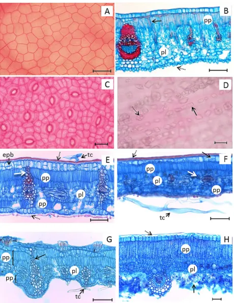 Figura 1. Vista frontal (A, C e D) ou cortes transversais (B, E-H) mostrando: (A) face adaxial de Byrsonima coccolobifolia com células epidérmicas de contorno  quadrado a irregular, de paredes delgadas; (B) esclereídes na face adaxial (seta contínua) e cél