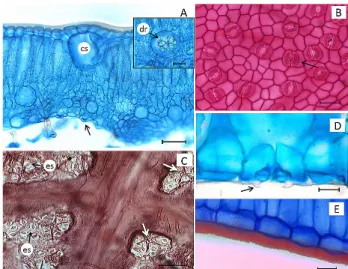 Figura 3. Cortes transversais mostrando: (A) mesofilo homogêneo em  Bowdichia virgilioides, com três camadas de células do parênquima paliçádico  (chave) e hipoderme (seta) na face abaxial; (B) mesofilo dorsiventral em Xylopia  aromatica, com cavidades sec