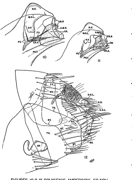 FIGURE  I I  POLYGENI S  PERON I S (J. &amp;  R., 1923) 