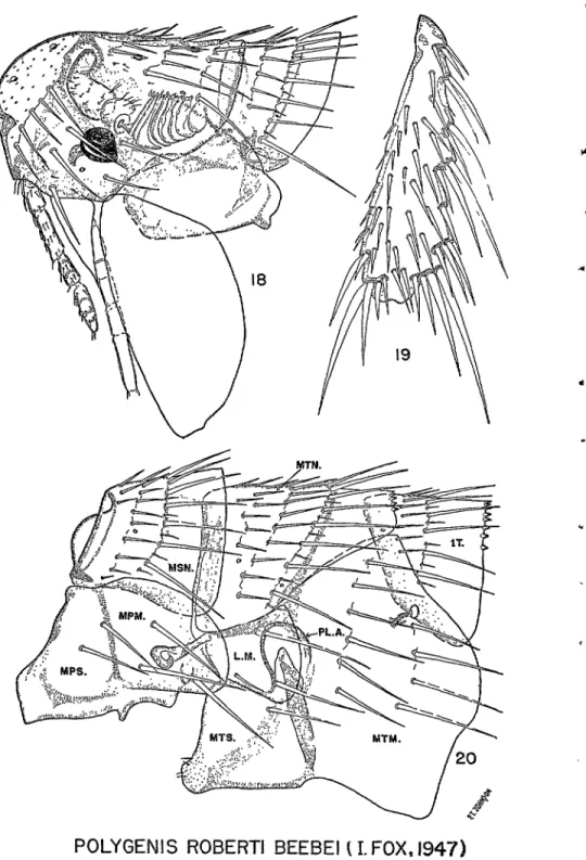 FIG.  18.-Polygenis  roberti  beebei  (1.  Fox,  1947), Head;  male. 