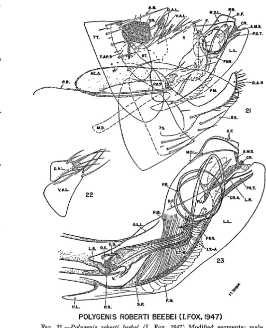FIG.  21.-PolygenZs  robe&amp;  beebei  (1.  Fox,  1947)  Modified  segments;  male. 