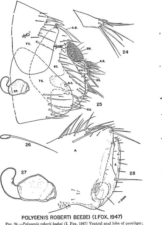 FIG.  24.-Polygenis  roberti  beebei  (1. Fox,  1947) Ventral  anal  lobe  of  proctiger; 